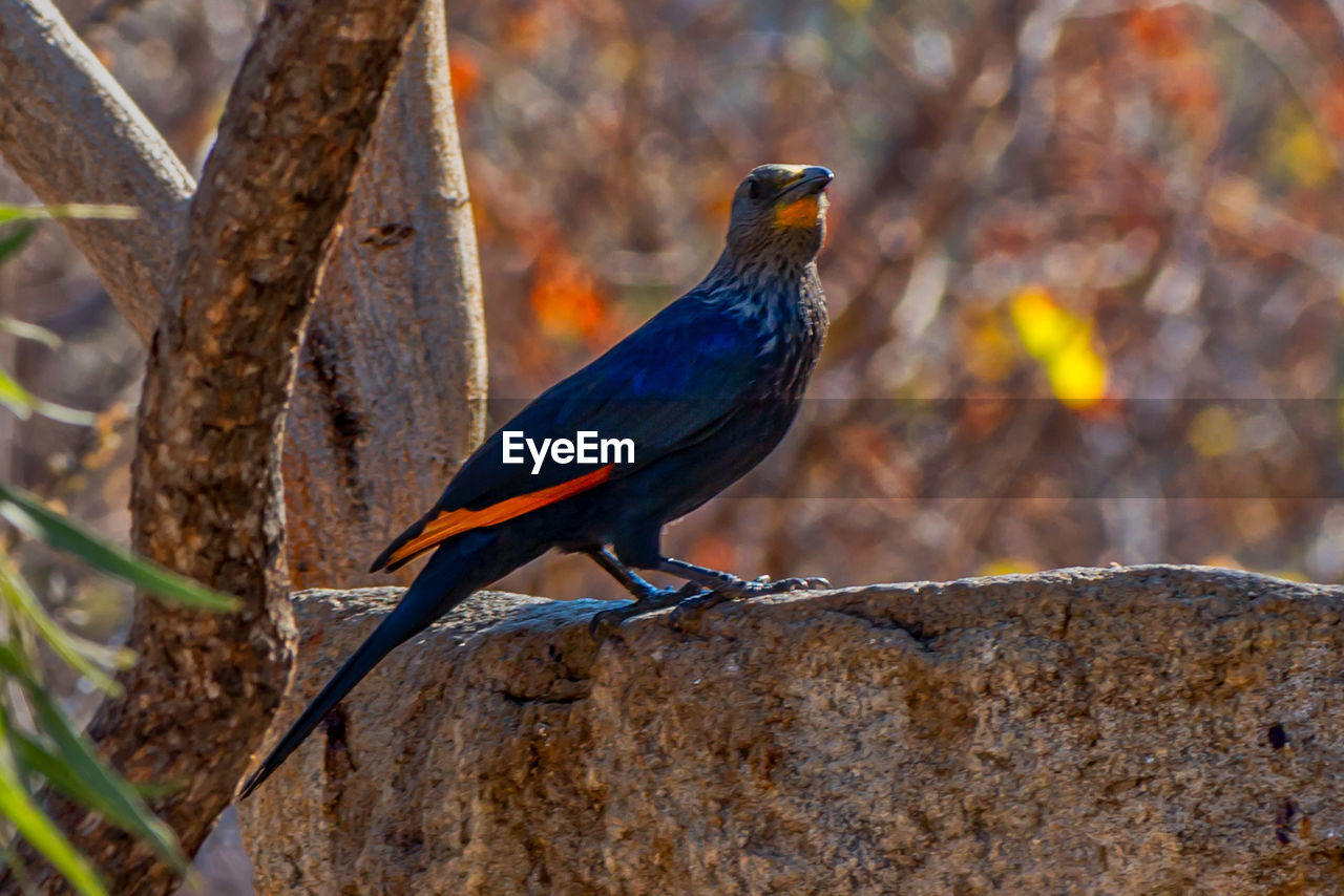 CLOSE-UP OF A BIRD PERCHING ON WOOD