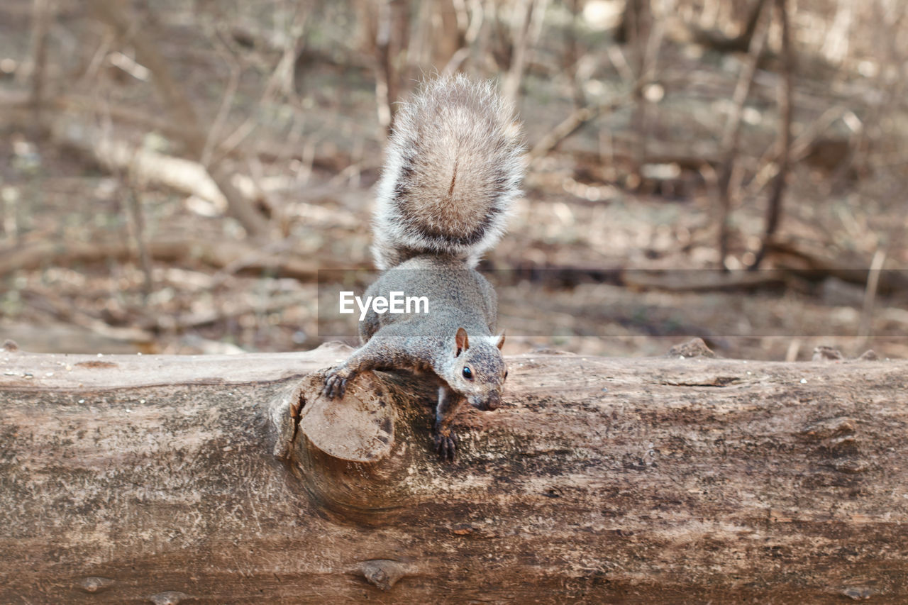 Close-up of squirrel on wooden log