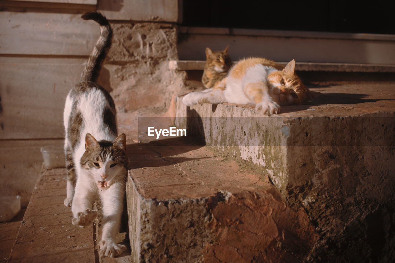 CATS RELAXING IN THE WALL