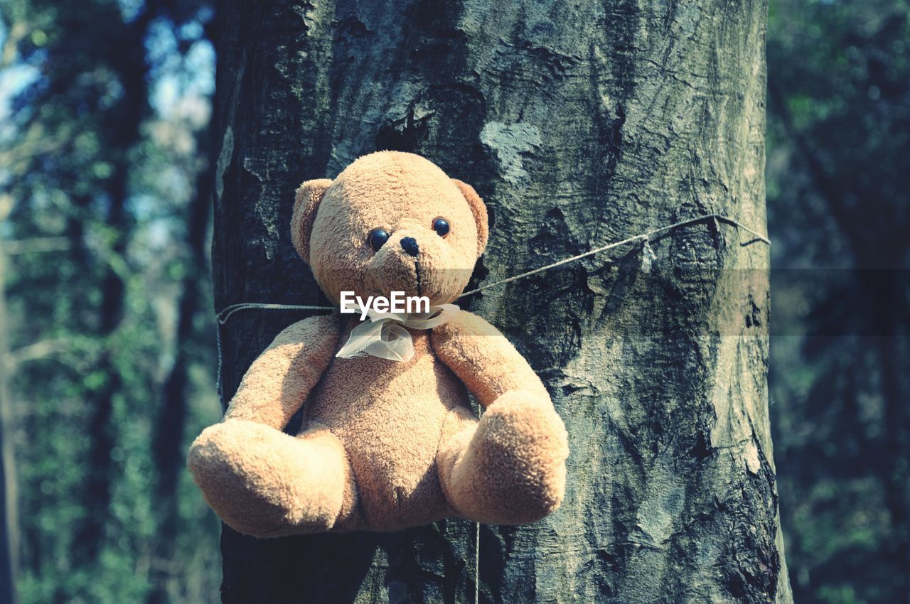 Teddy bear tied up on tree trunk in forest