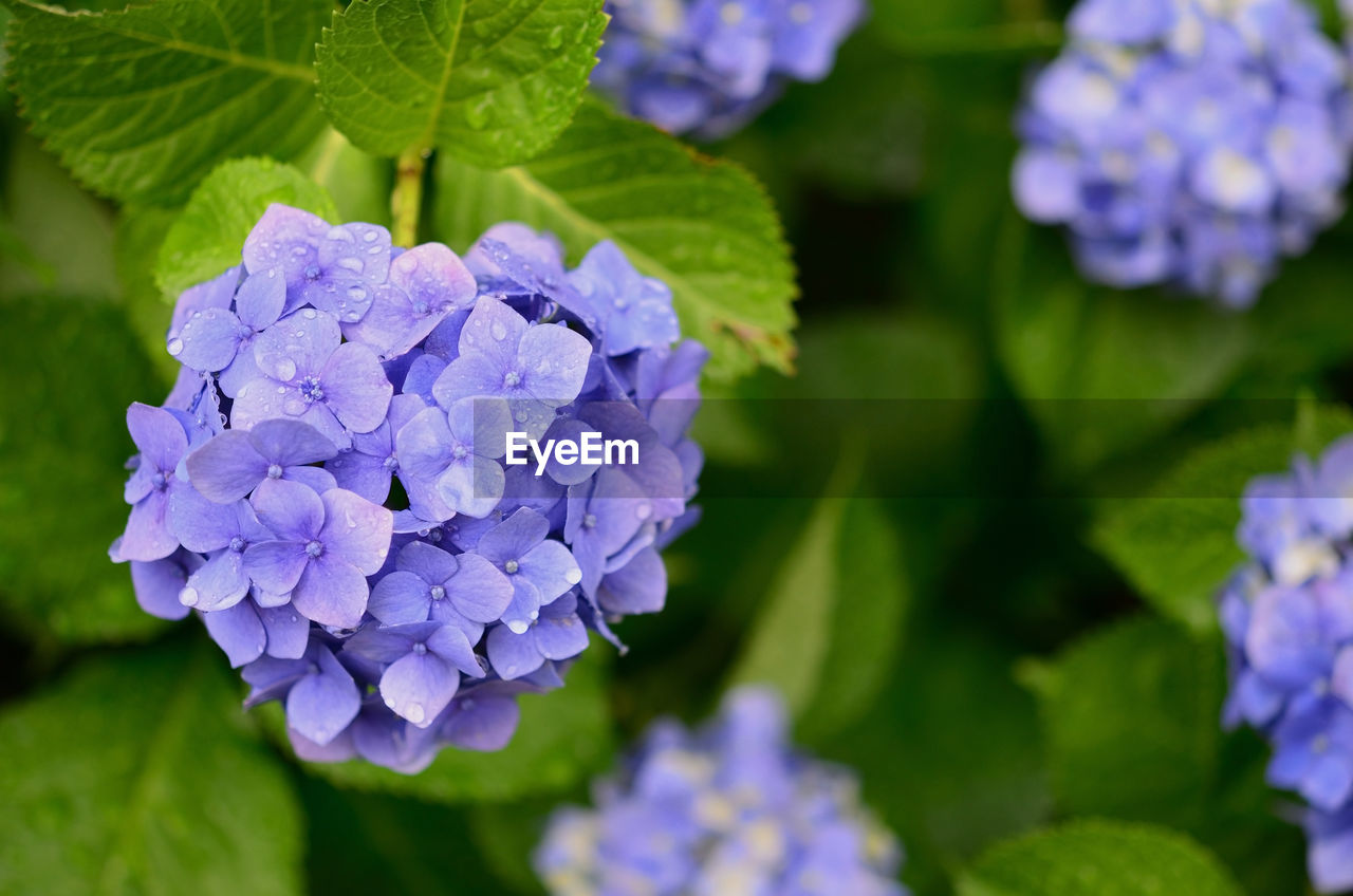 Close-up of purple hydrangea blooming outdoors