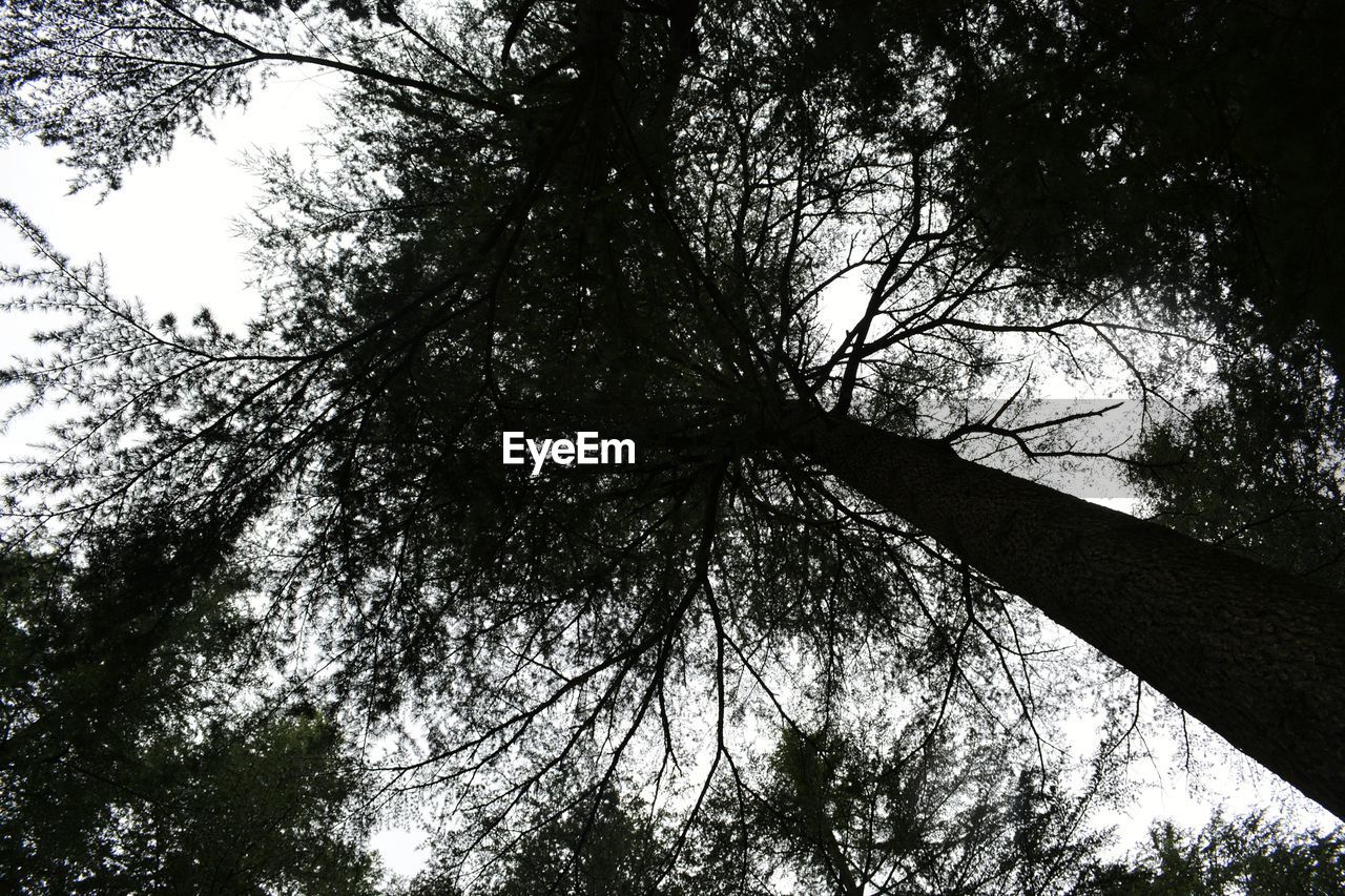 LOW ANGLE VIEW OF TREES IN FOREST AGAINST SKY