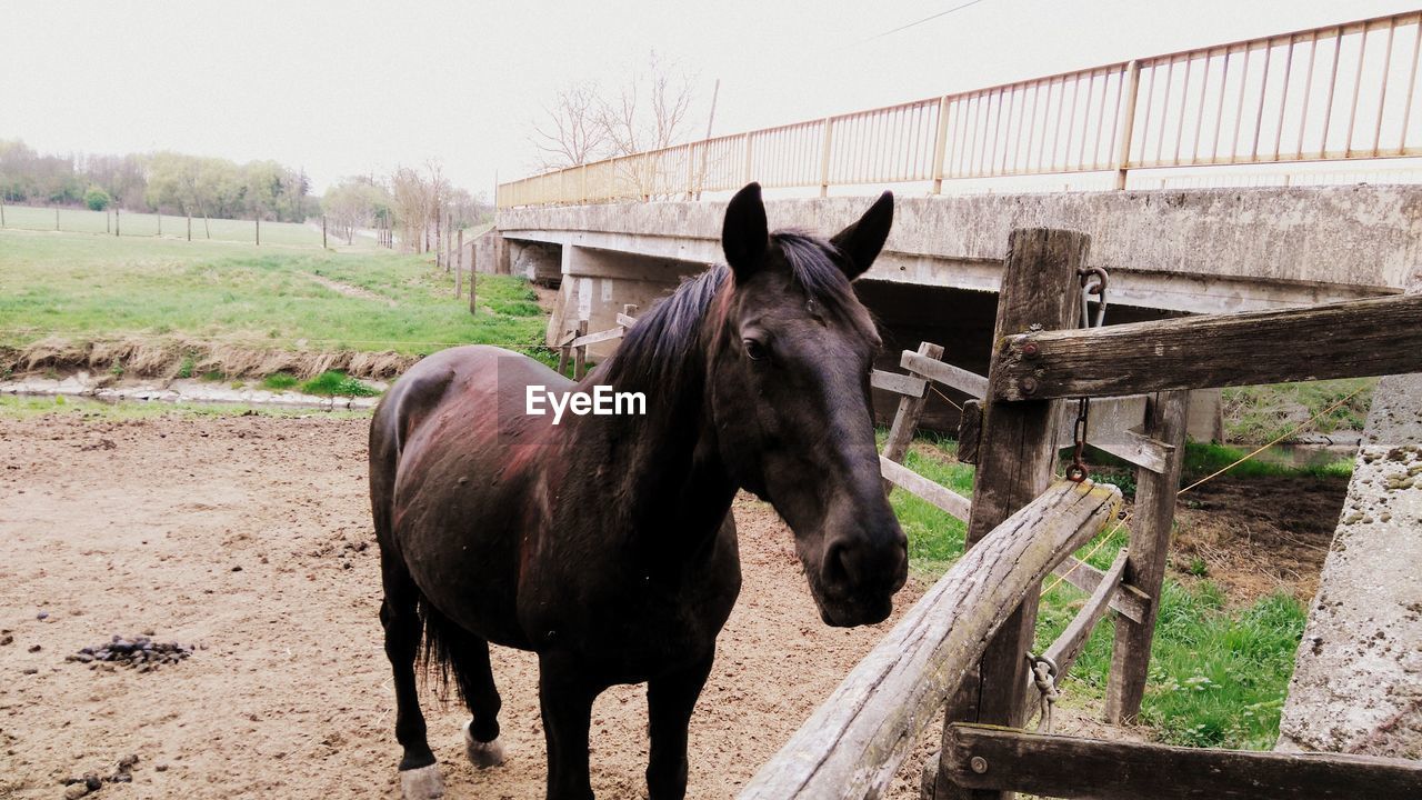 HORSE IN RANCH AT FARM