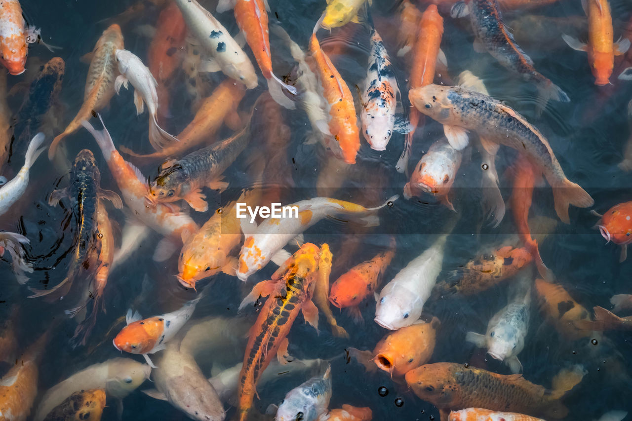 High angle view of koi carps swimming in lake