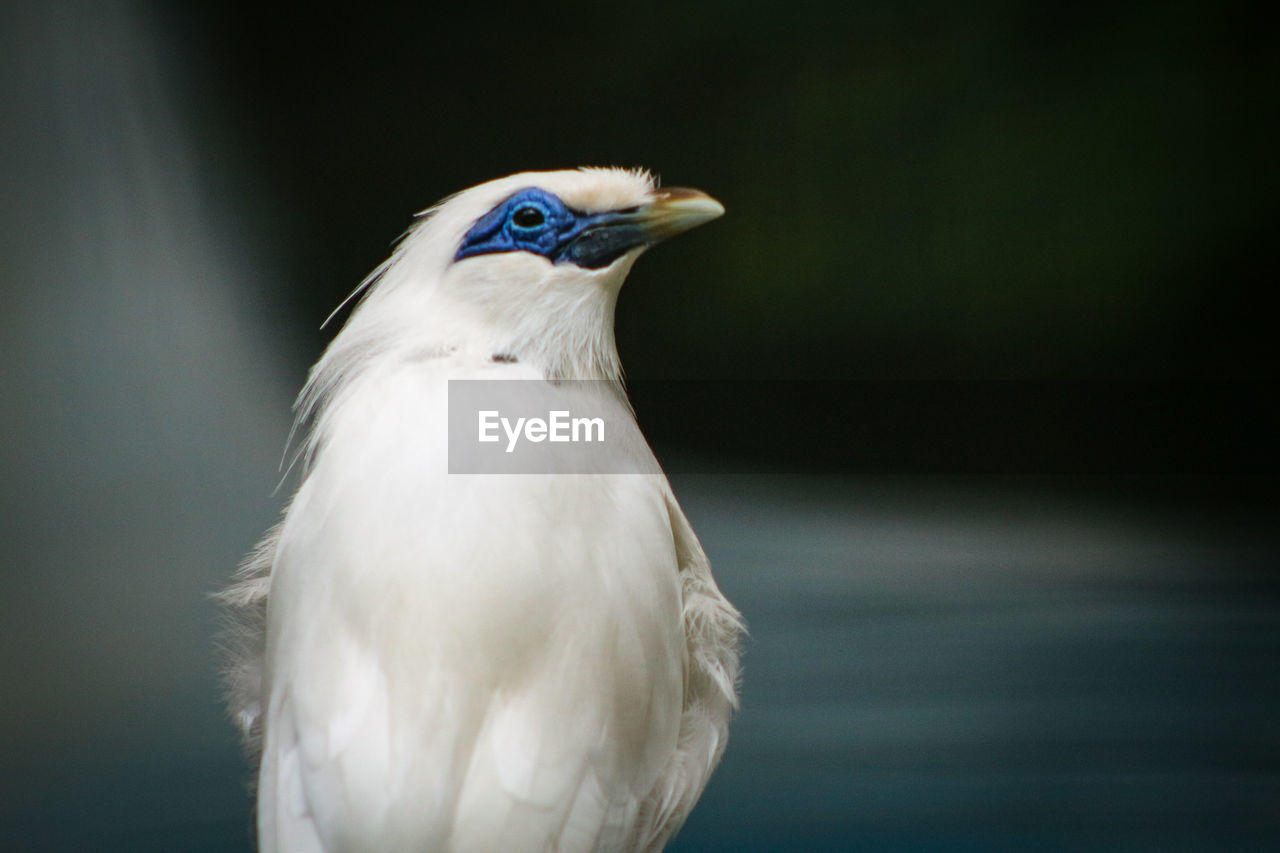 Close-up of a bali myna bird