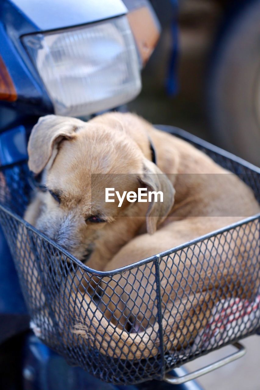 Close-up of puppy sleeping in basket