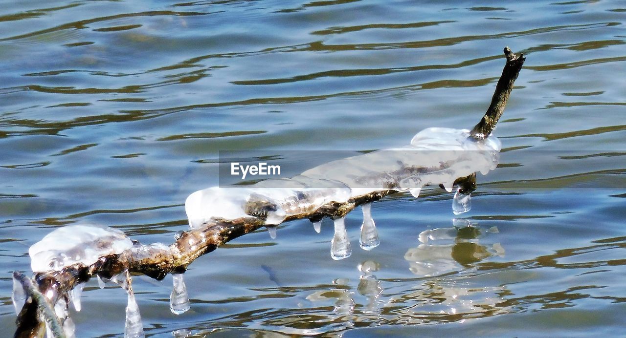 HIGH ANGLE VIEW OF BIRDS SWIMMING ON LAKE