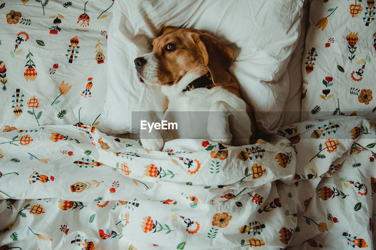 Directly above shot of dog on bed at home