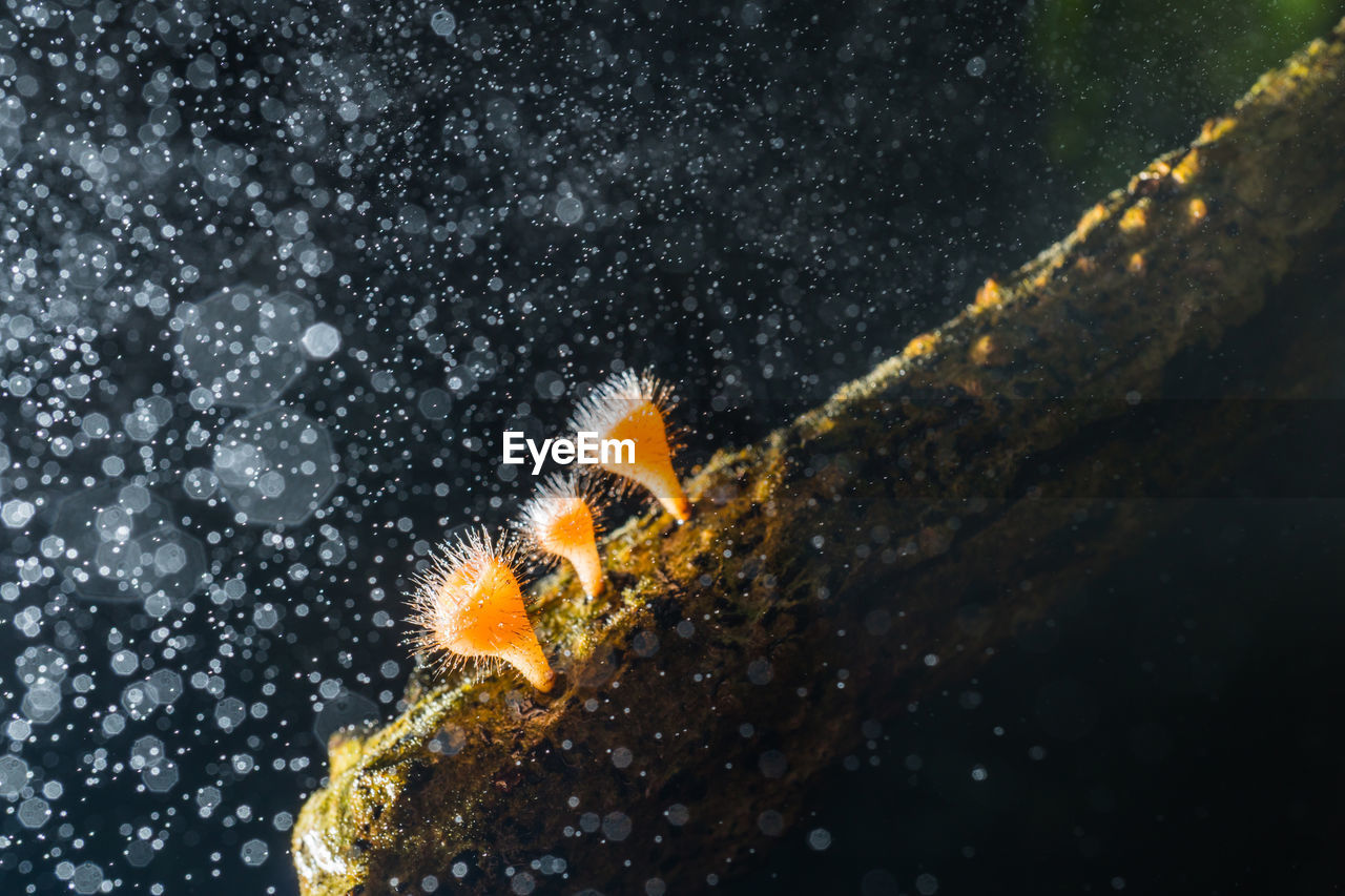 CLOSE-UP OF ORANGE JELLYFISH