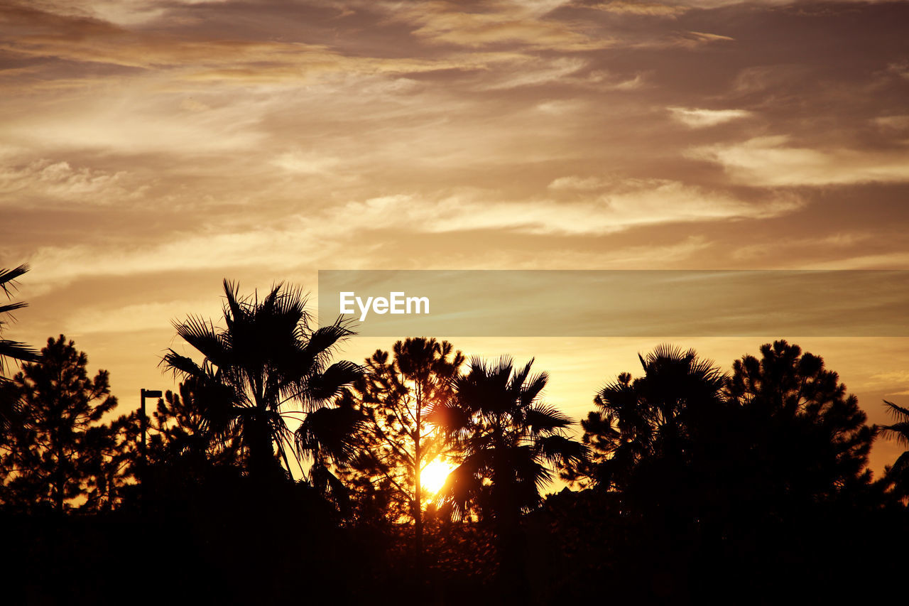 SILHOUETTE OF TREES AGAINST SKY DURING SUNSET