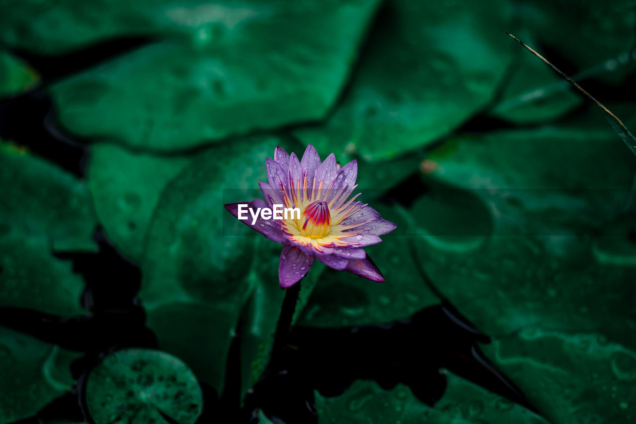 Close-up of purple water lily blooming outdoors