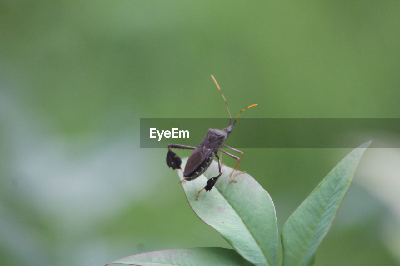 CLOSE-UP OF INSECT ON PLANT