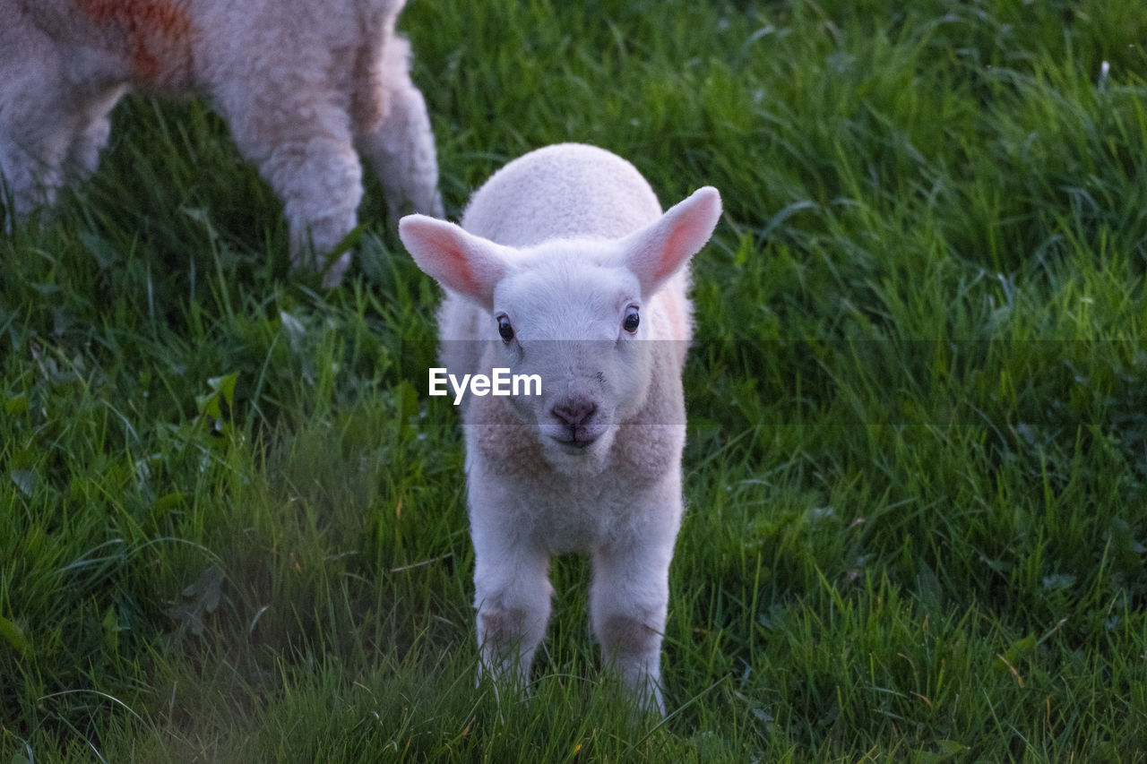 mammal, animal themes, animal, grass, pasture, domestic animals, plant, livestock, pet, sheep, field, lamb, young animal, nature, one animal, agriculture, no people, grazing, meadow, portrait, land, standing, looking at camera, green, day, growth, outdoors, grassland, farm, wildlife, plain