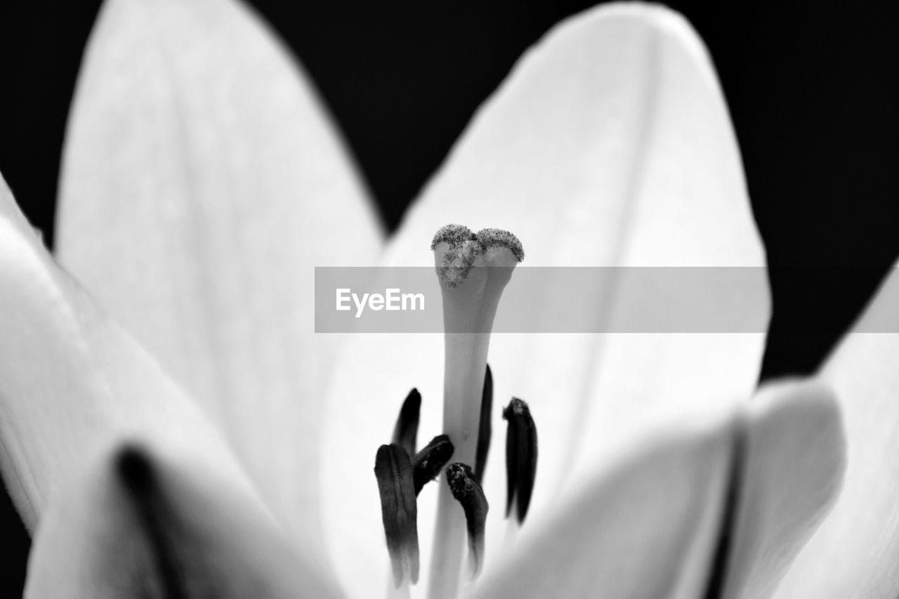 CLOSE-UP OF FLOWERS AGAINST BLURRED BACKGROUND