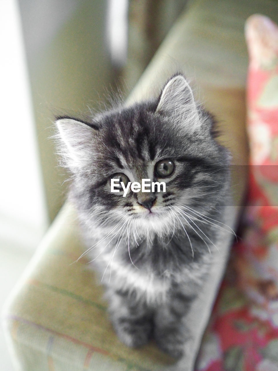 Close-up portrait of cat at home