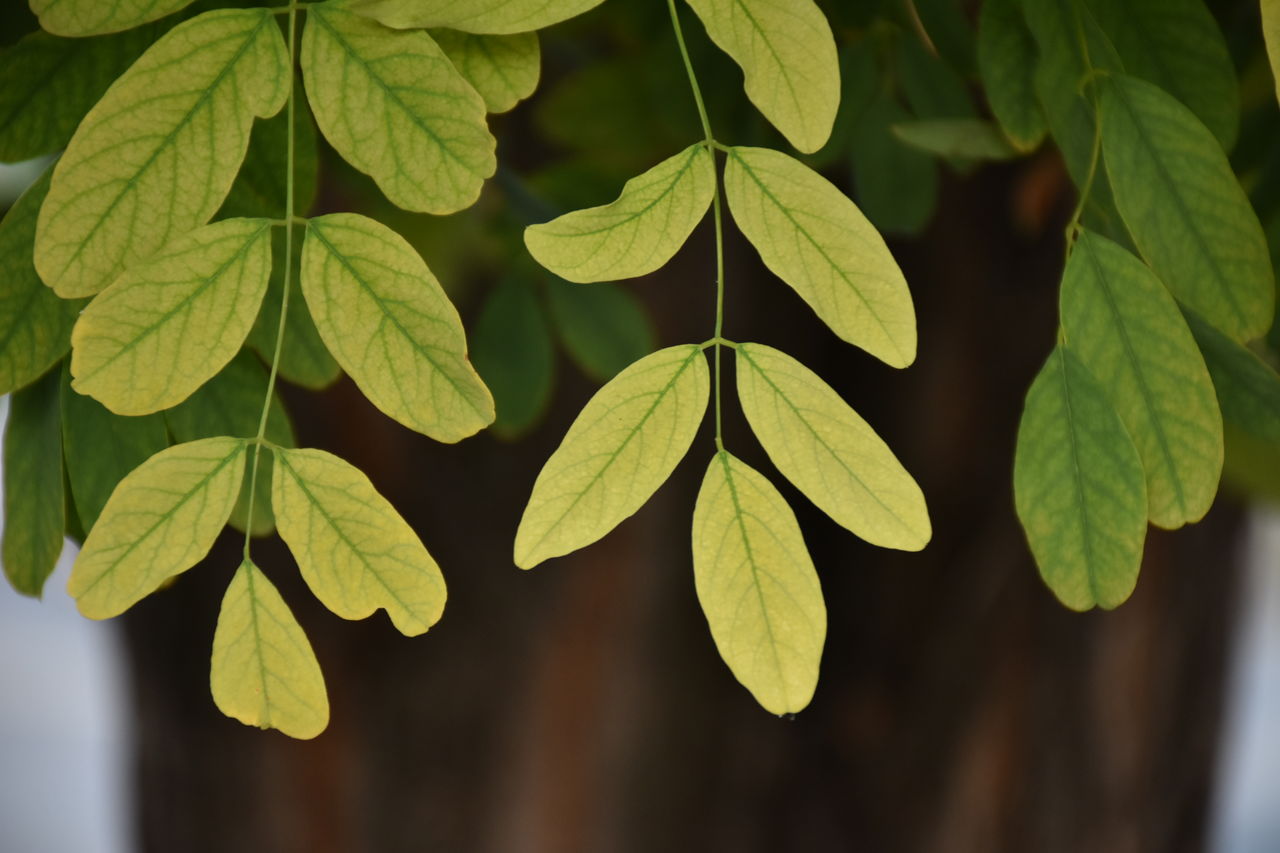 Close-up of leaves