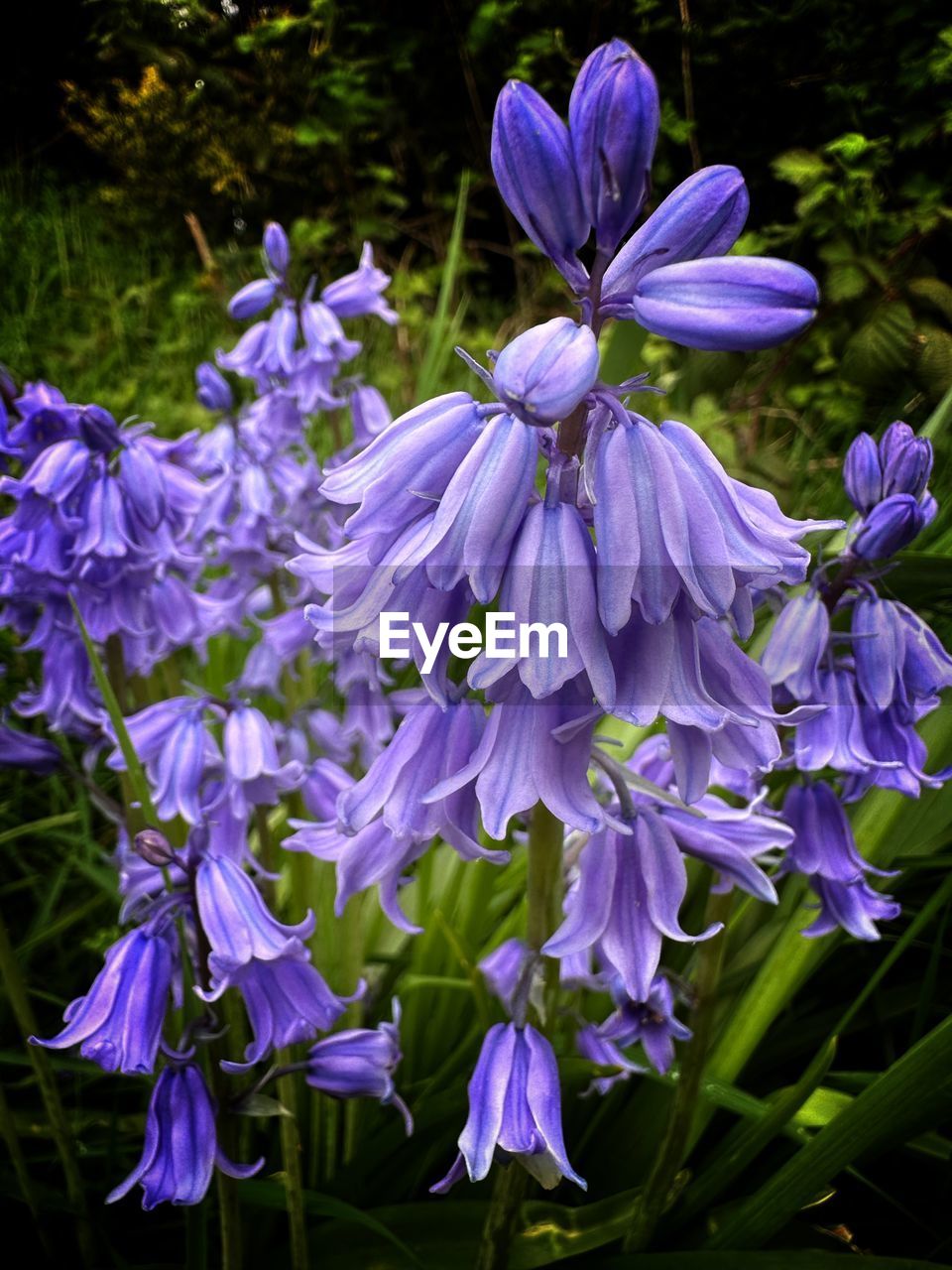 flower, plant, flowering plant, beauty in nature, freshness, purple, fragility, growth, close-up, petal, nature, inflorescence, flower head, no people, blossom, botany, springtime, focus on foreground, day, outdoors, wildflower