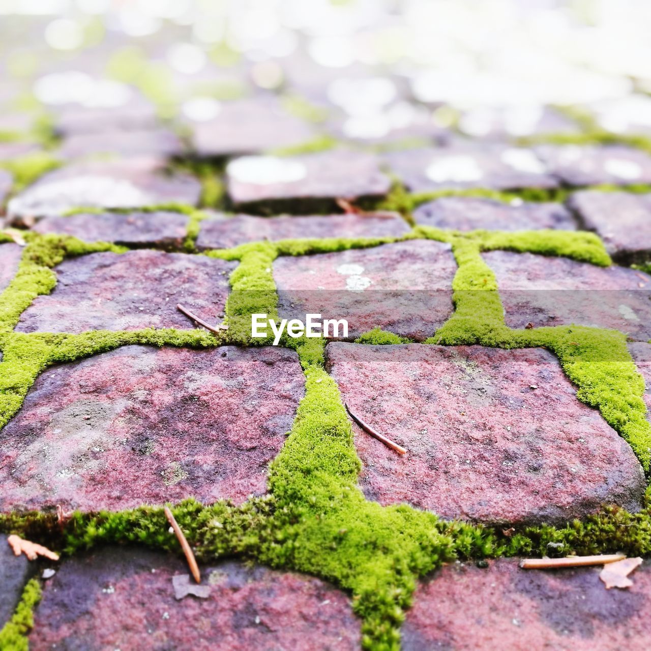 CLOSE-UP OF MOSS GROWING OUTDOORS