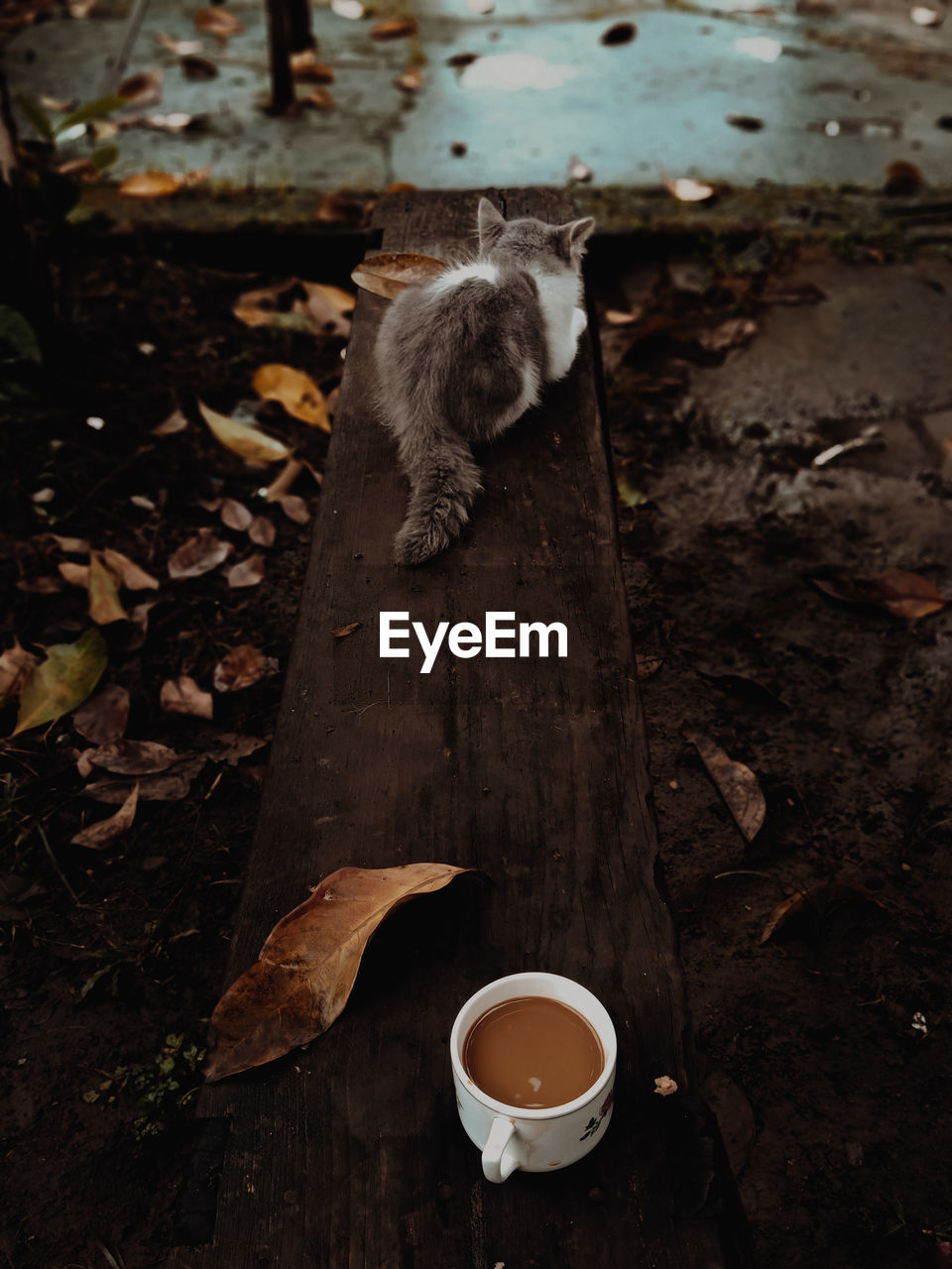 leaf, nature, animal, wood, drink, animal themes, food and drink, no people, autumn, morning, high angle view, darkness, cup, one animal, plant part, tree, soil, mammal, water, mug, outdoors, refreshment, day, food, animal wildlife, coffee, land