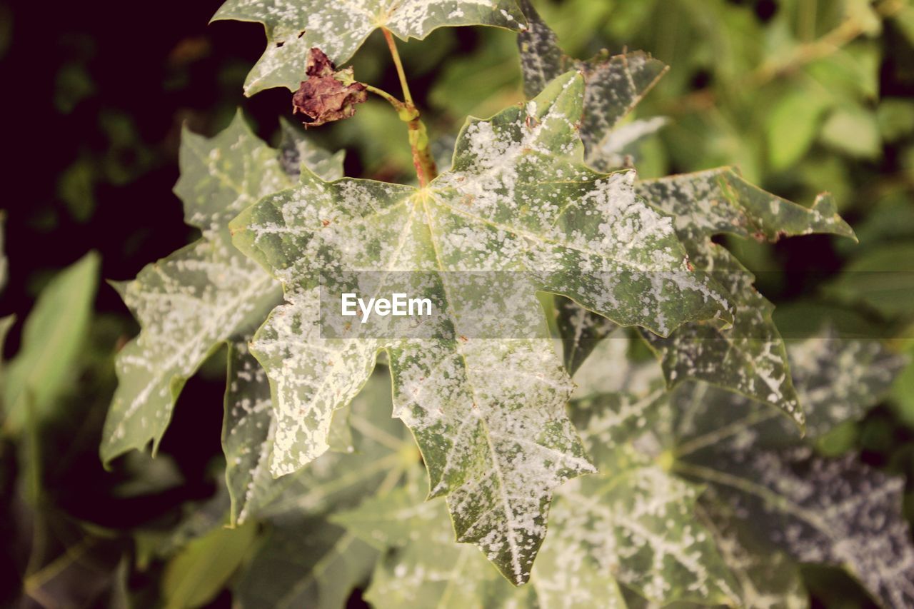 Close-up of frozen plant during winter