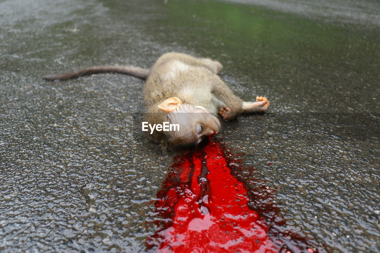 Dead bleeding monkey on road.