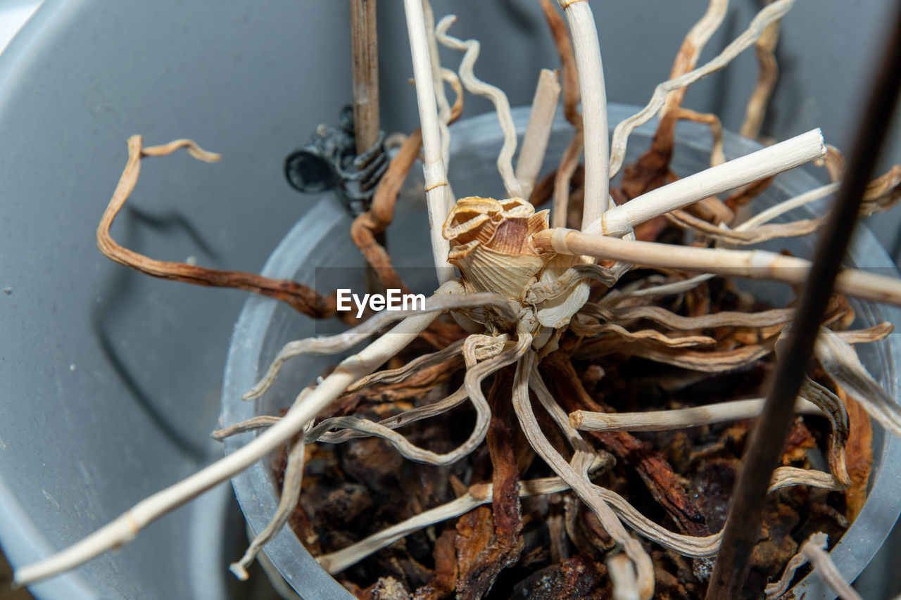 HIGH ANGLE VIEW OF DRIED NEST ON PLANT