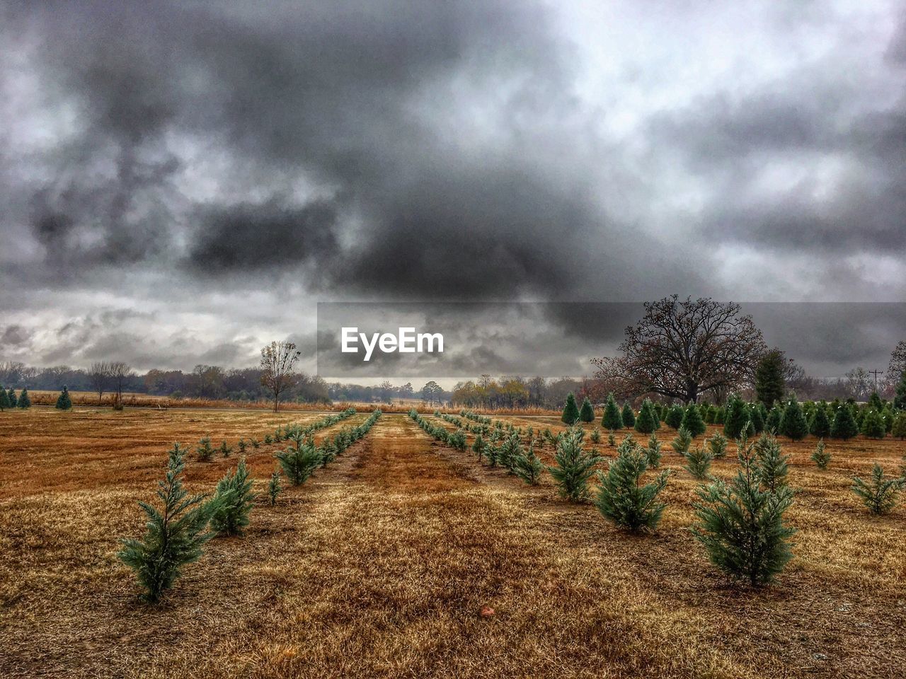 VIEW OF FIELD AGAINST STORM CLOUDS