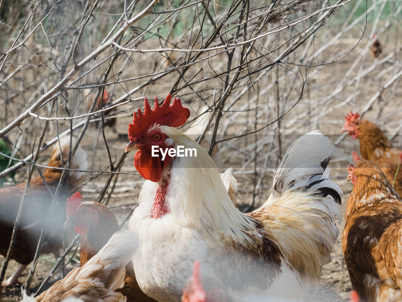 VIEW OF A ROOSTER