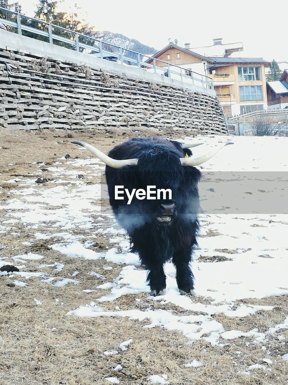 American bison standing on snow