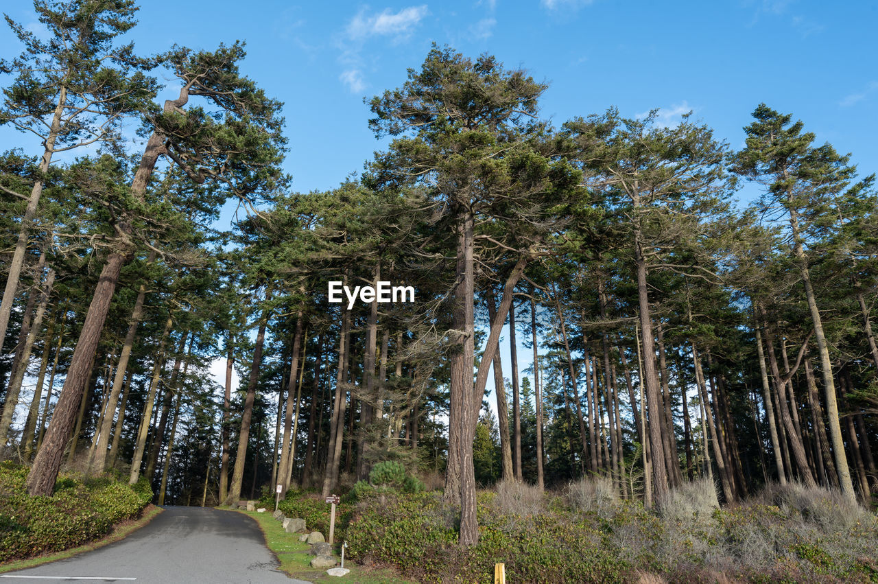 PANORAMIC SHOT OF ROAD AMIDST TREES IN FOREST