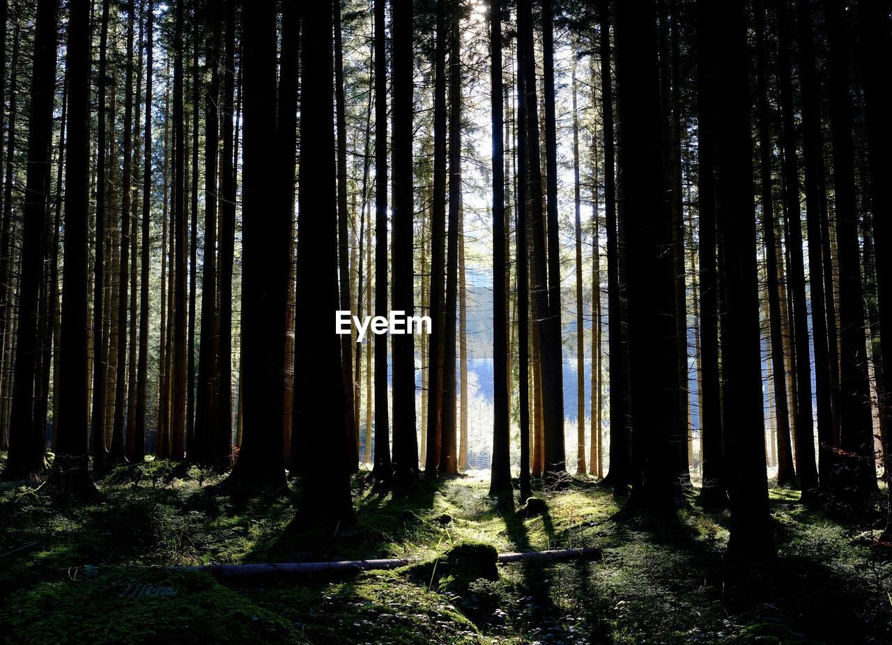 VIEW OF TREES IN FOREST