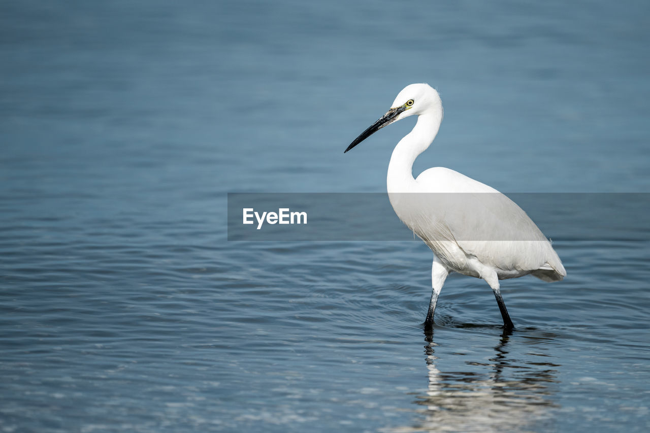 animal themes, animal, bird, animal wildlife, wildlife, water, one animal, beak, no people, nature, white, day, lake, heron, wing, reflection, side view, full length, outdoors, focus on foreground, water bird, standing, beauty in nature, wading