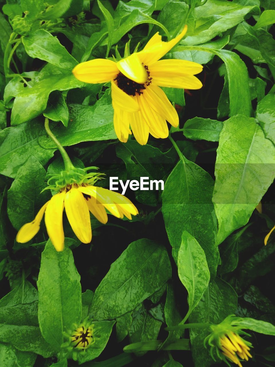 CLOSE-UP OF YELLOW FLOWERING PLANT ON LEAF