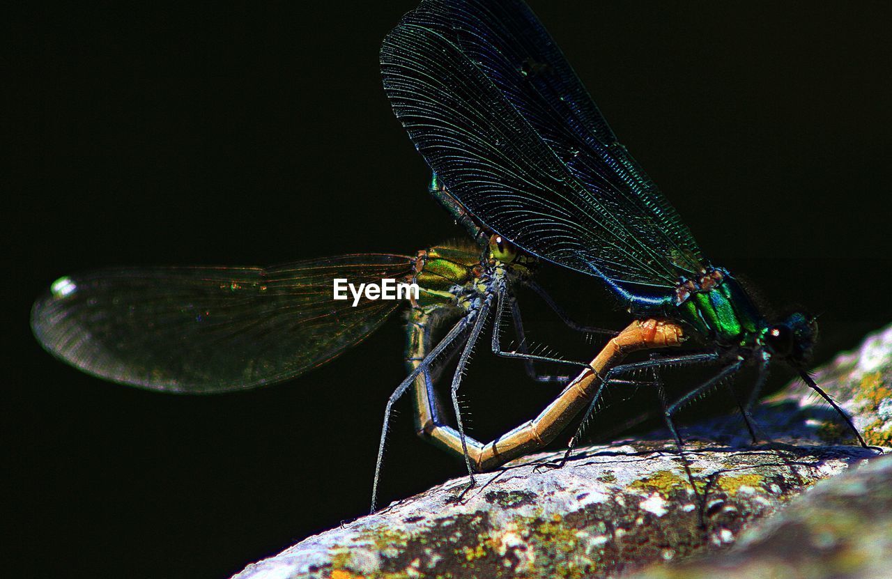 Detail shot of insect against black background