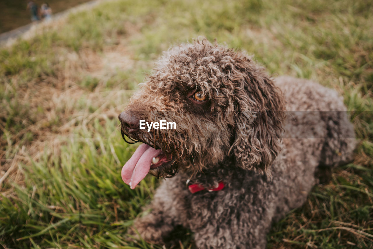 A beautifulwater dog lying down in the meadow in a rainy day in spain. dogs lifestyle concept