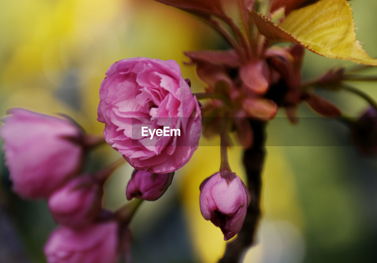 CLOSE-UP OF PINK ROSE PLANT