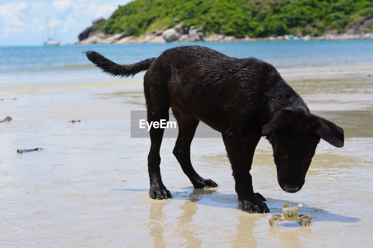 DOG ON WET SHORE AT BEACH