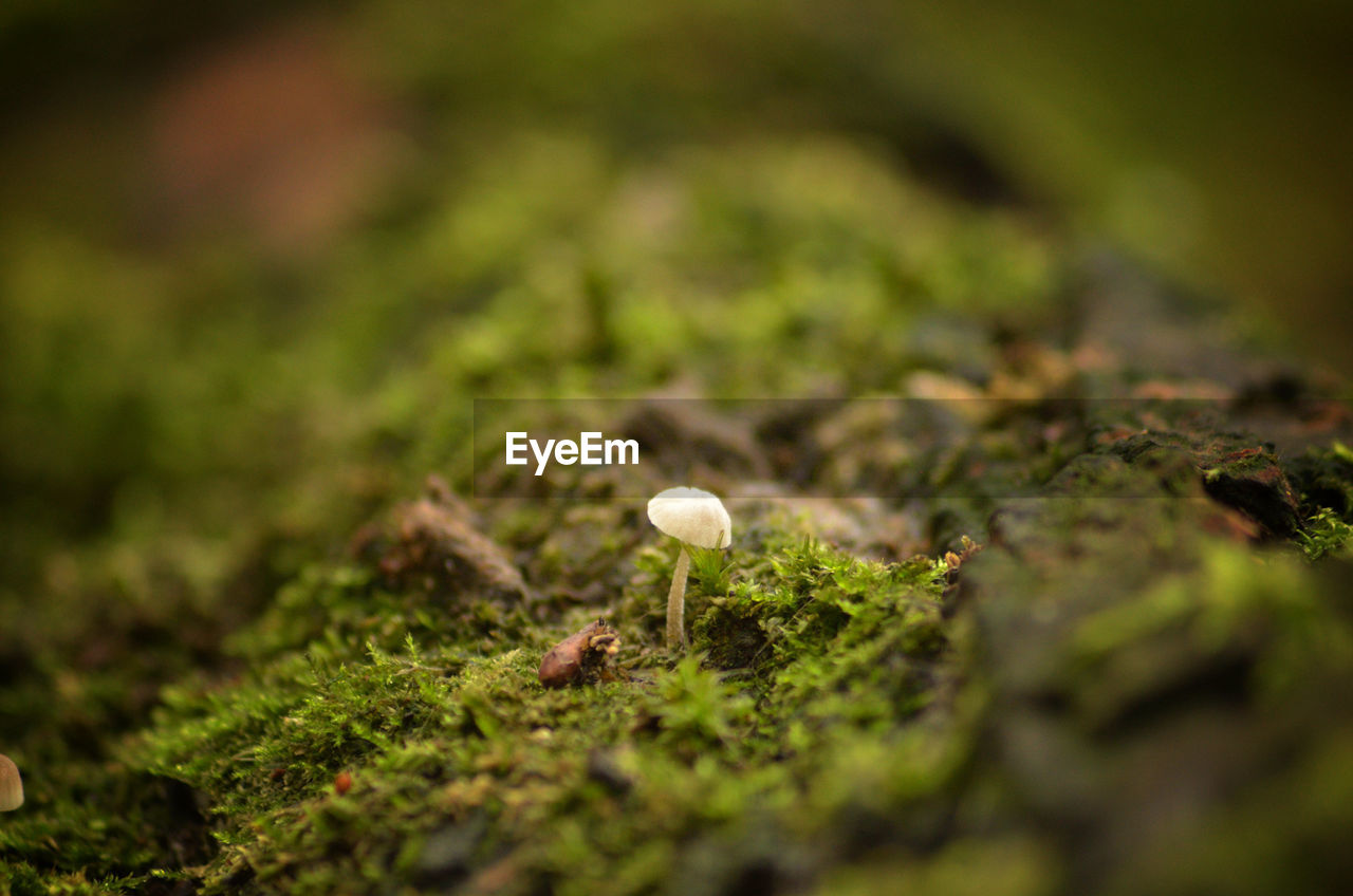 CLOSE-UP OF MUSHROOM ON FIELD