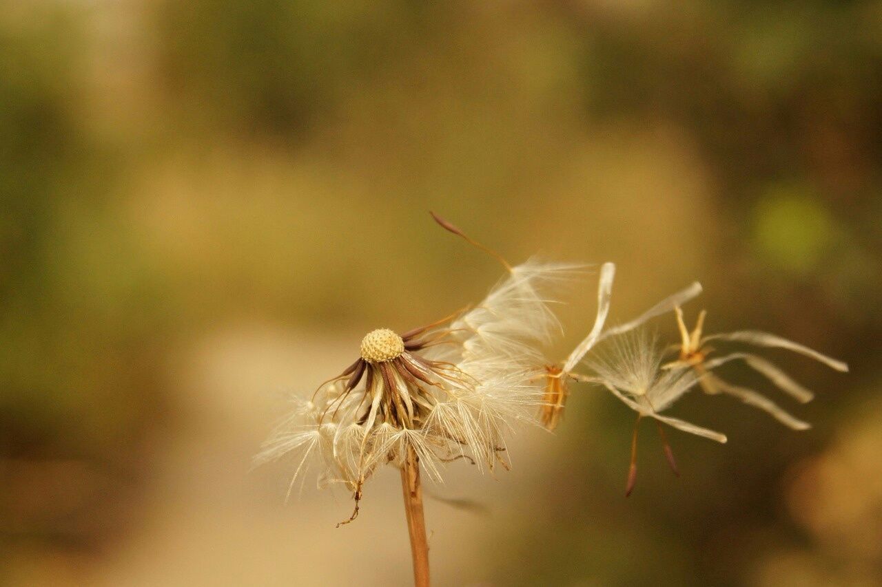 Close-up of dandelion