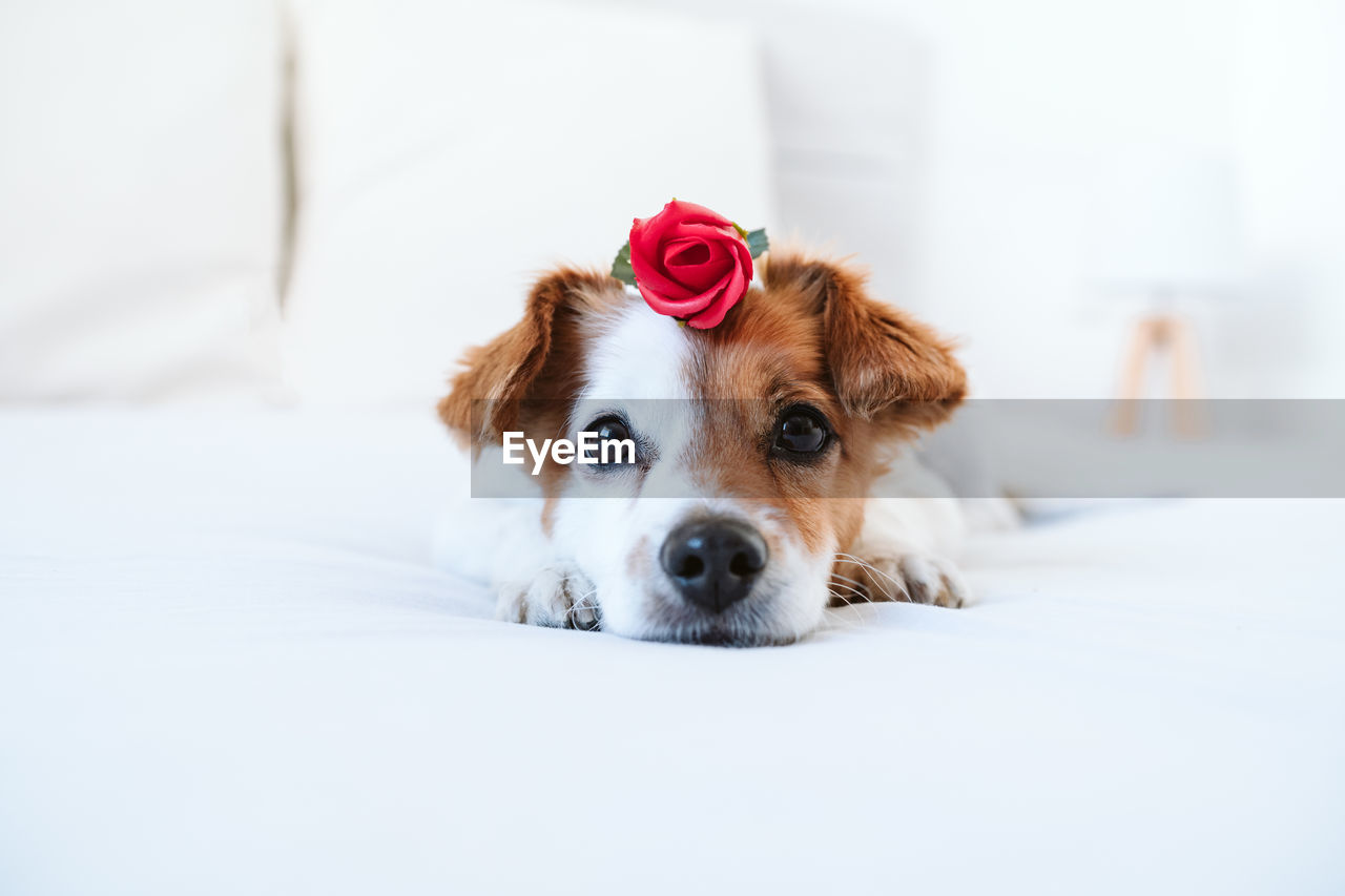 Cute jack russell dog at home with red rose on head, romance valentines concept