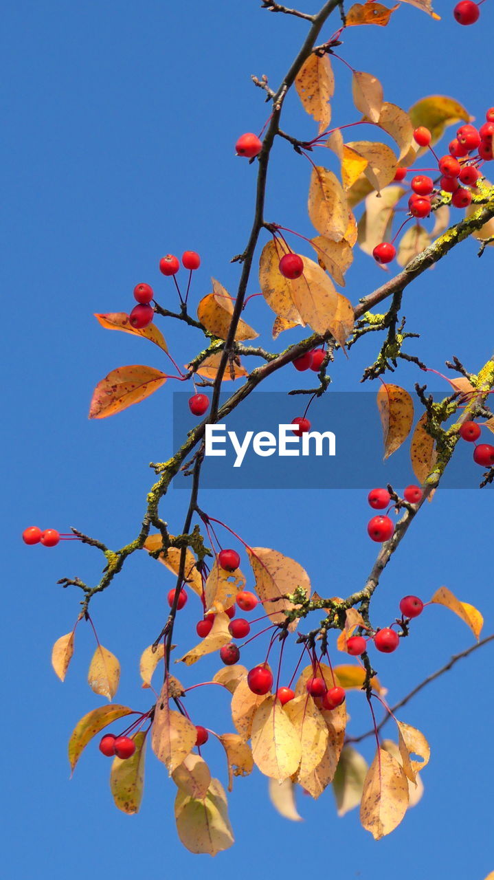 Low angle view of tree against blue sky