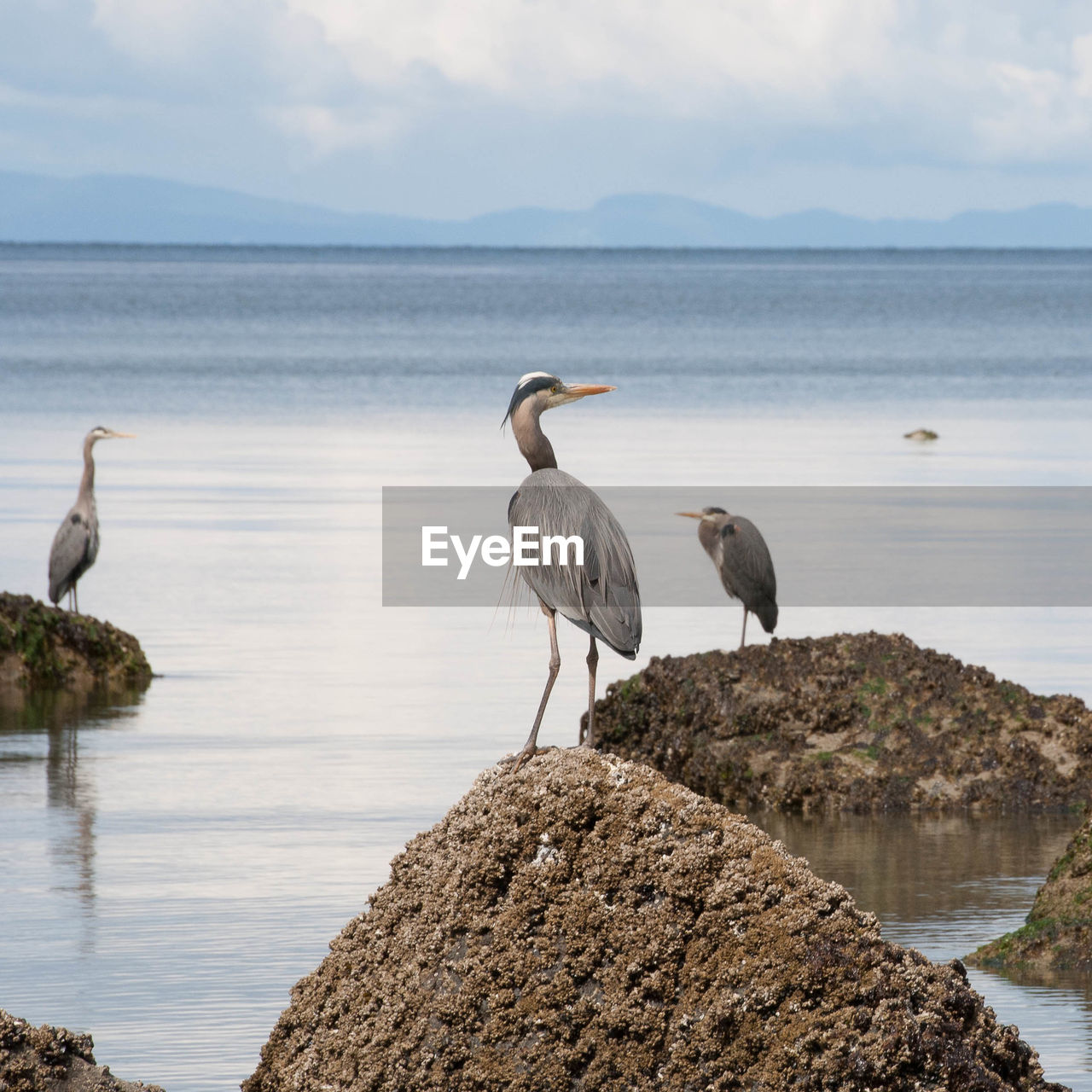 HERON ON ROCK BY SEA AGAINST SKY