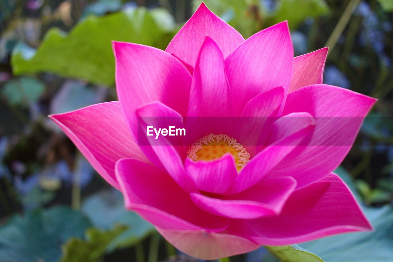 CLOSE-UP OF PINK LOTUS