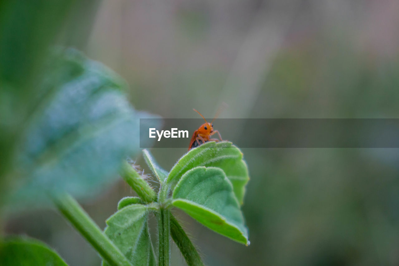 Close-up of insect on plant