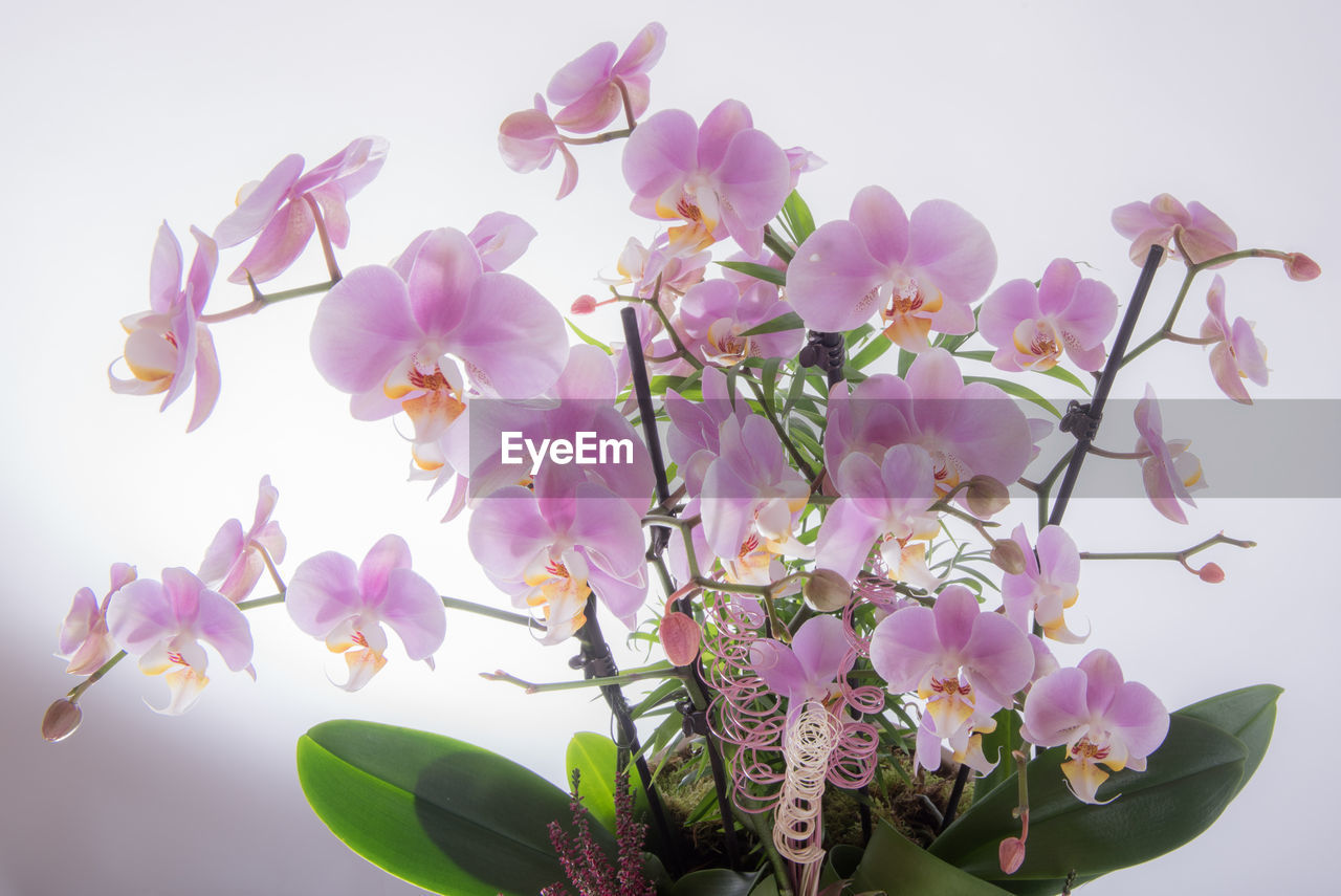 CLOSE-UP OF PURPLE FLOWERS AGAINST SKY
