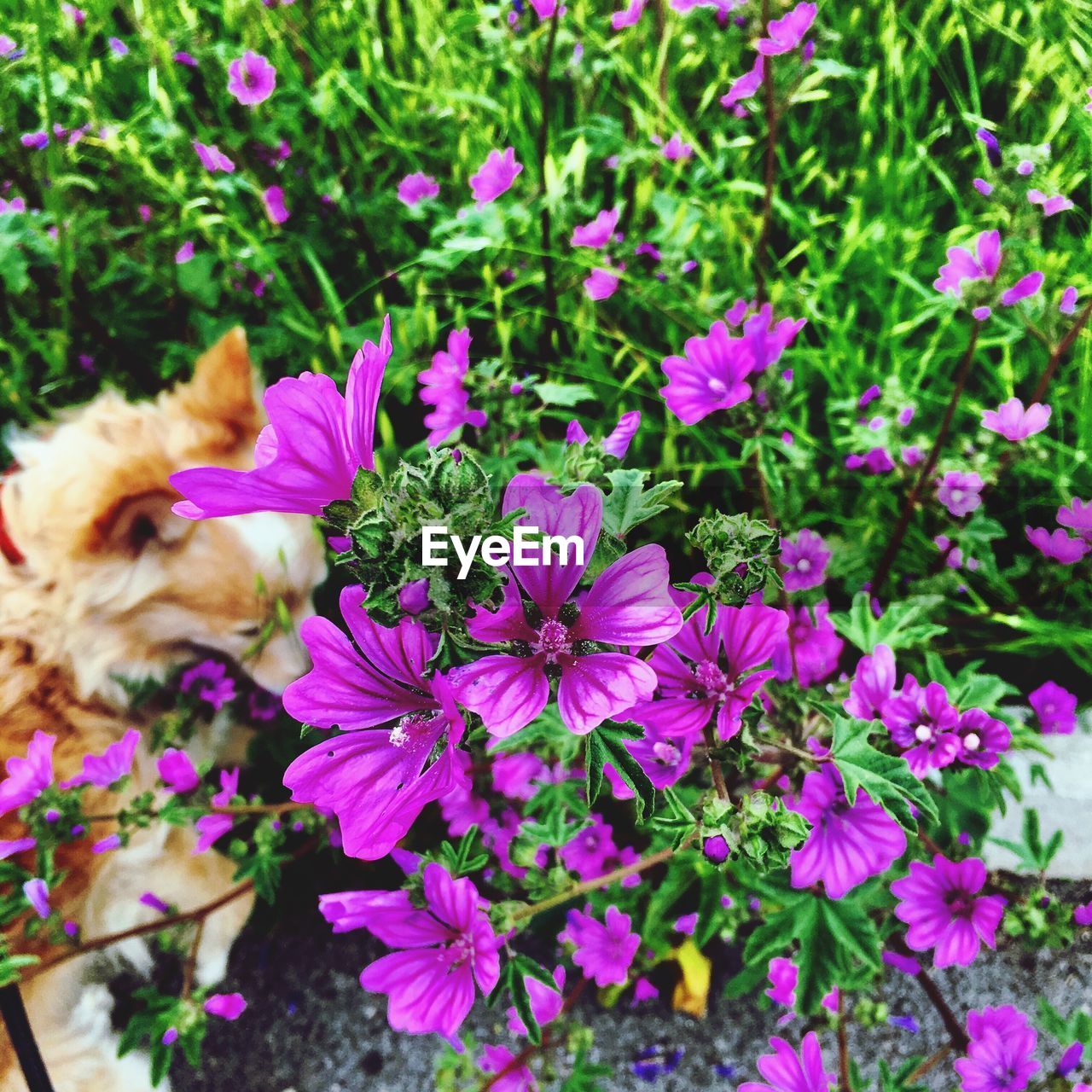 CLOSE-UP OF HONEY BEE ON PURPLE FLOWERS BLOOMING OUTDOORS