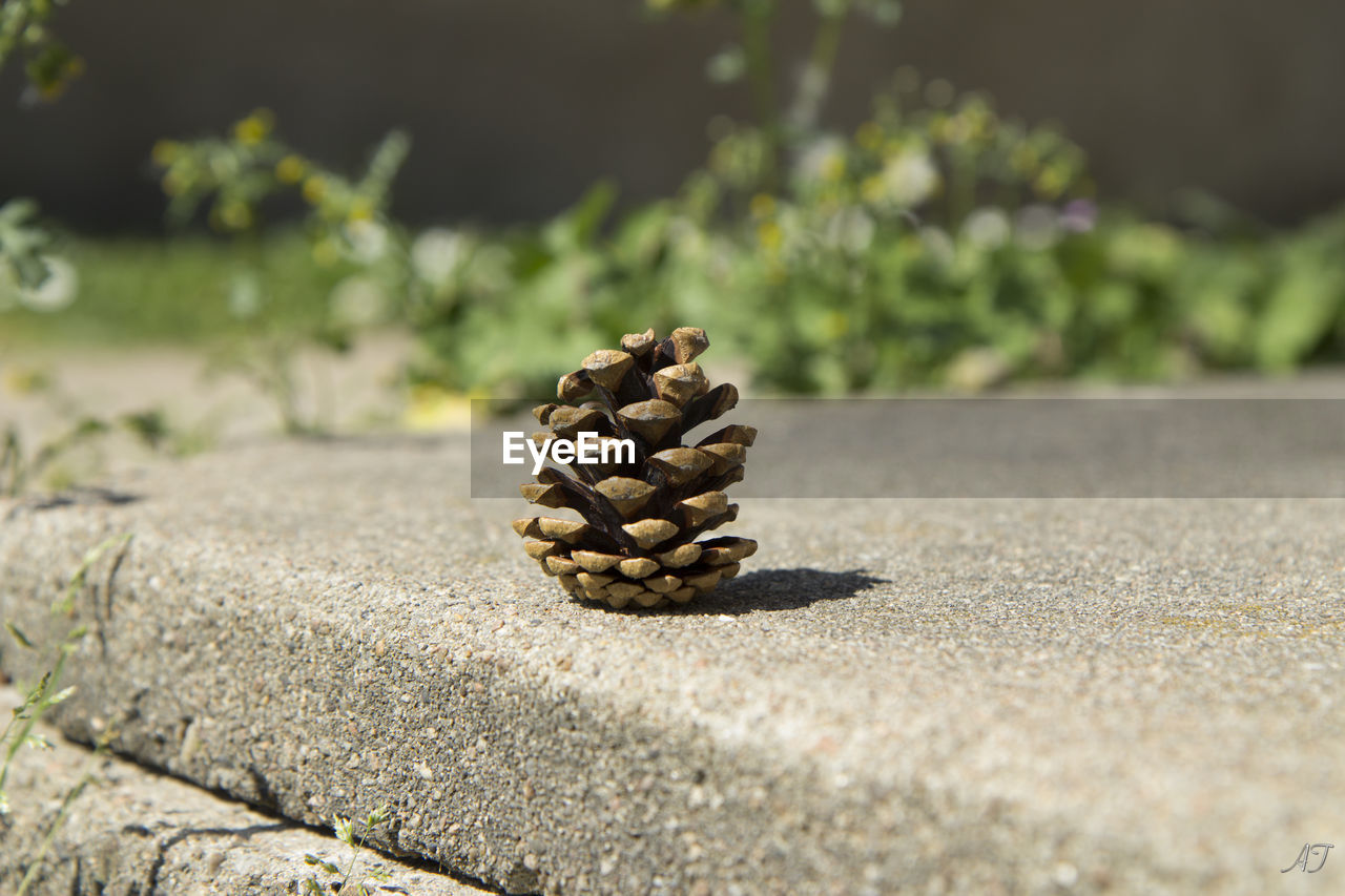 Close-up of pine cone