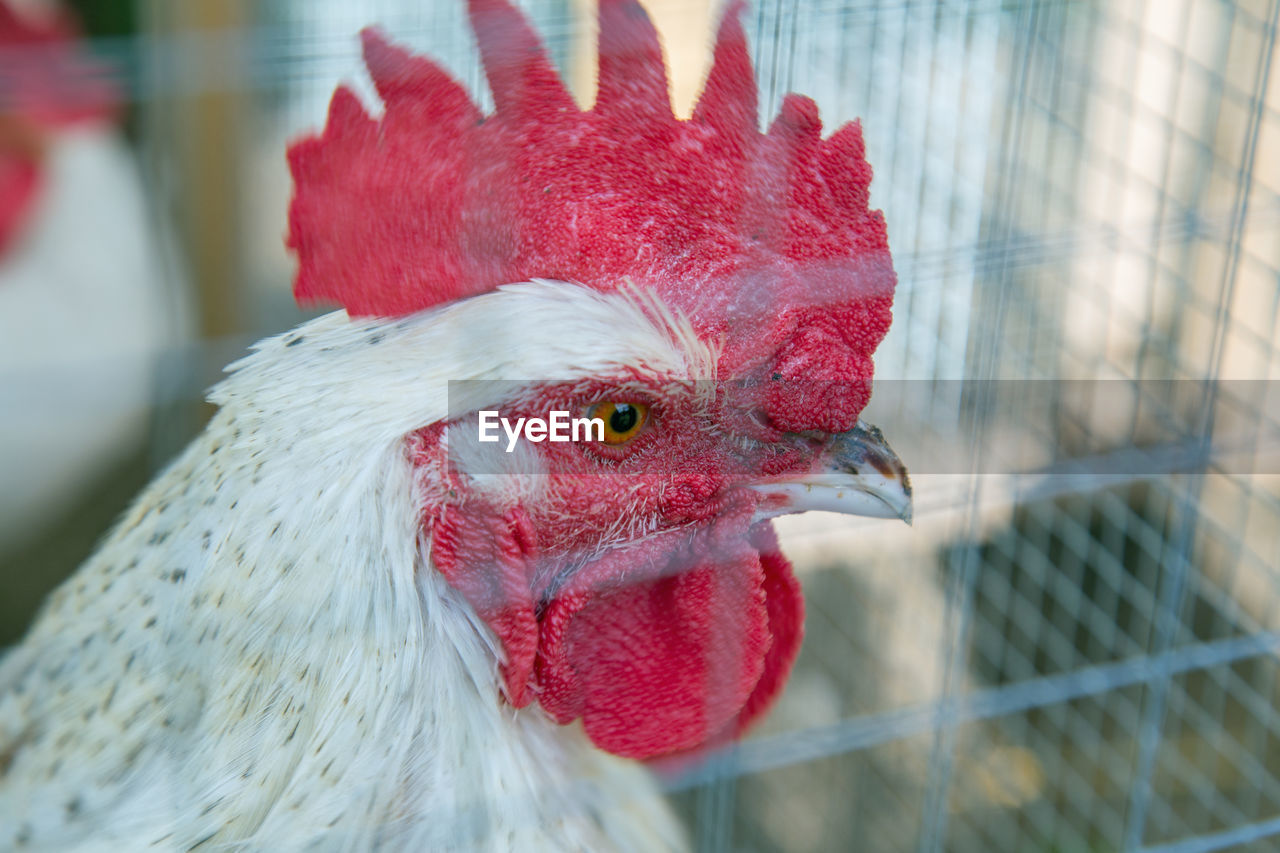 CLOSE-UP OF ROOSTER ON CAGE