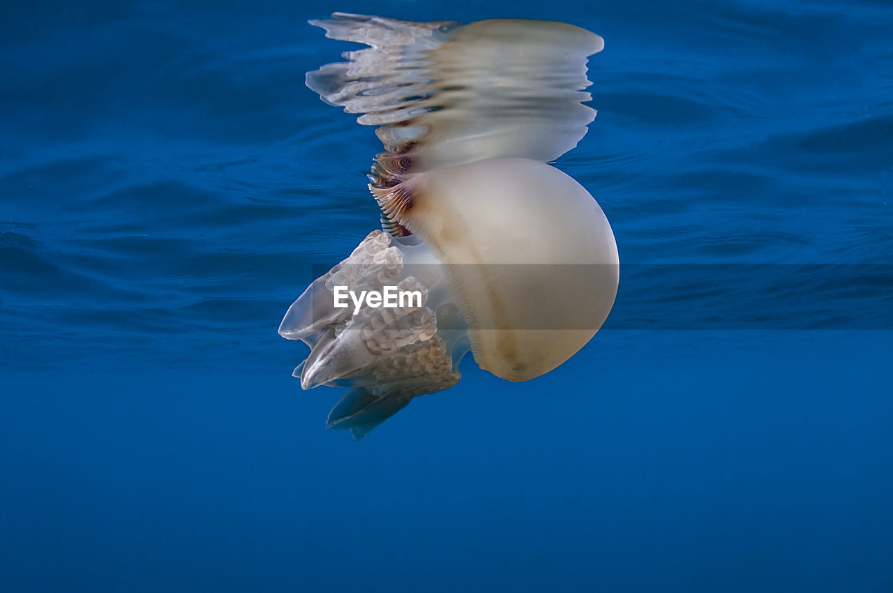 View of jellyfish swimming in sea