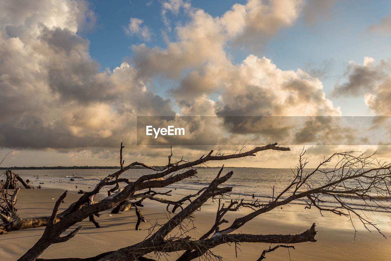 Bare tree by sea against sky